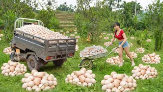 Harvesting A Lot Of Chicken Eggs, Use 3-Wheeled Truck To Transport Many Eggs Go To Countryside Sell