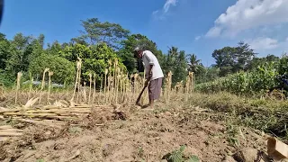 INCREDIBLE FARMING HACK! THIS SIMPLE TOOL MAKES CORN HARVESTING SATISFYING - Agricultural Farming