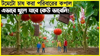 টমেটো চাষ করা পরিবারের কপাল এভাবে খুলে যাবে কেউ ভাবেনি! সিনেগল্প