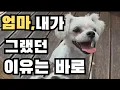 Download Lagu The Secret of the Adopted Maltese Puppy's Mischief Revealed