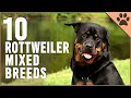 10 Rottweiler Mix Breeds Dog World