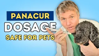 Panacur For Cancer Update New Study Doses Regimens