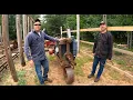 Download Lagu ACME Rock Crusher Update with Topper Machine! Talking Old Iron \u0026 Senior Runs the Sawmill!