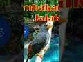 Download Lagu Suara Jalak Rio-Rio