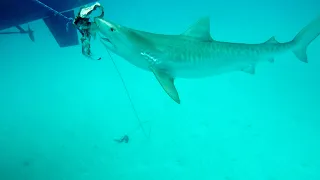HUGE TIGER SHARK CIRCLES OUR BOAT!!!