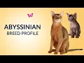 Abyssinian Cat Breed Profile History - Price