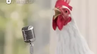 اغنية تشك شك للدجاج   ههههه تفوووتكم   لايك واشتراك   دندنها