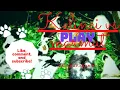 Download Lagu KELINCI VS MARMUT MUNGIL YANG LUCU#ternak #kelinci #marmut