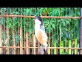 Download Lagu PANCINGAN CENDET MUDA HUTAN AGAR CEPAT GACOR DAN JINAK • SUARA TERAPI CENDET MUDA HUTAN