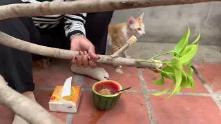 Technique of grafting mangoes with watermelon and surprise you