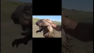 اغرب الأصوات حيوانات ممكن تضحكك او تخوفك Foryou معلومات حيوانات اصوات Fypシ معلومات وحقائق 