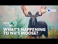 What s Happening to NH s Moose Windows to the Wild