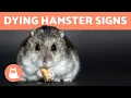 Download Lagu How to Know If Your HAMSTER is DYING 🐹 (5 Symptoms)