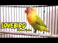Lagu Suara Burung Lovebird Betina Fighter Memancing Bunyi Lawan Supaya Ngekek Panjang (11/10/22)