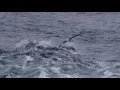 How Big is a Wandering Albatross