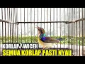 Download Lagu Kolibri kelapa gacor untuk pancingan burung semua korlap pasti ikut buka paruh gacor