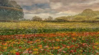 سورة الفيل مكررة بصوت سعد الغامدي         دندنها