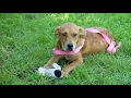 Tech Tuesday Petfinder App