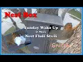 Squirrel Nest Box Sunday Morning Waking Up and Chores