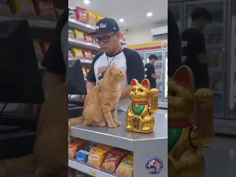 Любой конфликт можно решить словами 👍 #cat #веселыекоты #прикольныекоты