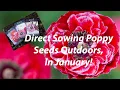Direct Sowing Poppies in the Garden During Wintertime Zone 6B
