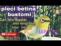 Download Lagu Pleci Betina Kompilasi AUDIO PLECI birahi MIX   BERBAGAI JENIS BIKIN JANTAN NGEJOS..emosi