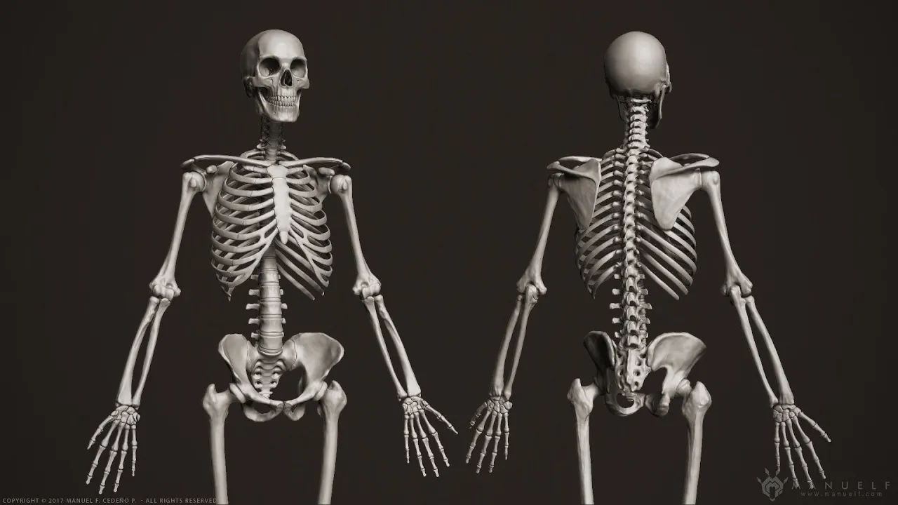Human Osteology: Axial & Appendicular Skeleton Explained