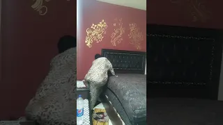 ملكة الروتين الاسطورة 