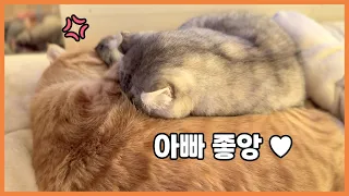 아빠 껌딱지 딸 때문에 너무 피곤한 고양이 베니