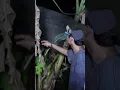 Lagu DI POHON PISANG TERNYATA ADA SARANG POCONG BENERAN BOCIL GA GERAK #shorts