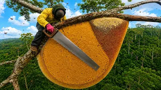 Dangerous forest honey hunting Only 1% dare to climb this 100m tall tree to collect honey
