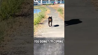She the happiest girl !! #Fyp #dream #YouTube #doberman #pets
