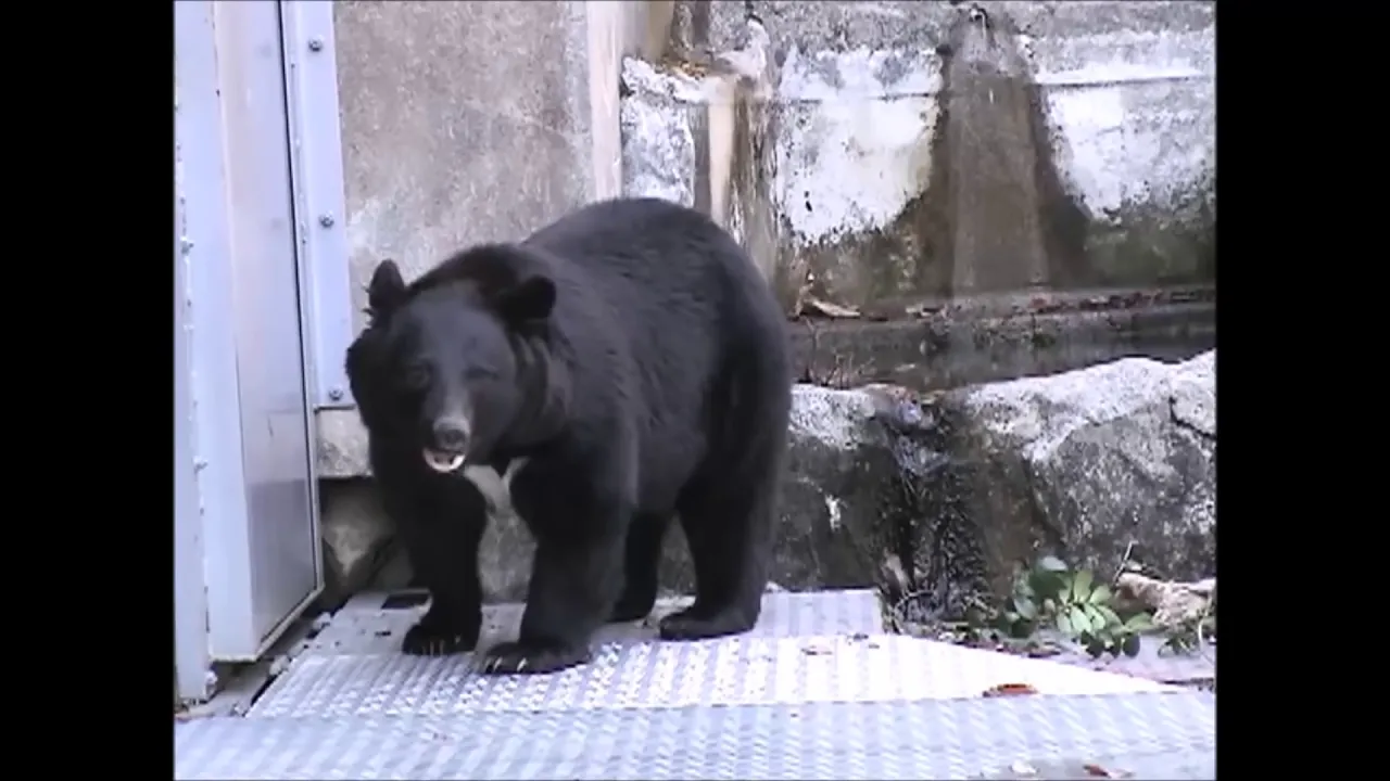 動物の鳴き声。効果音・自然の環境音