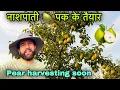 Download Lagu अपने खेतों की नाशपाती 🍐 पक के तैयार हो गई है || Himachali village lifestyle vlog || Rahul bro