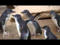 Bronx Zoo s Little Penguins