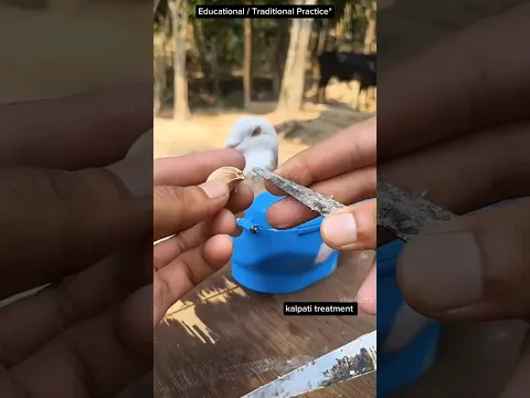 Secret Bird Remedy? 🕊️🔍