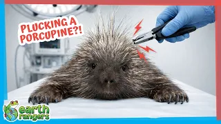 They Had to Remove This Porcupine s Quills Earth Rangers