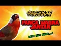 Download Lagu Burung Pancawarna Gacor Untuk Pancingan Malas Bunyi