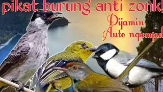 Download SUARA PIKAT BURUNG TERBARU ANTI ZONK MP3