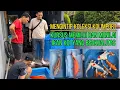 Download Lagu Ikikoi Fasilitas Rumahan, Koleksi Koi Kualitas Sultan ‼️ Cara Menilai Koi Kujaku Shusui \u0026 Benigoi