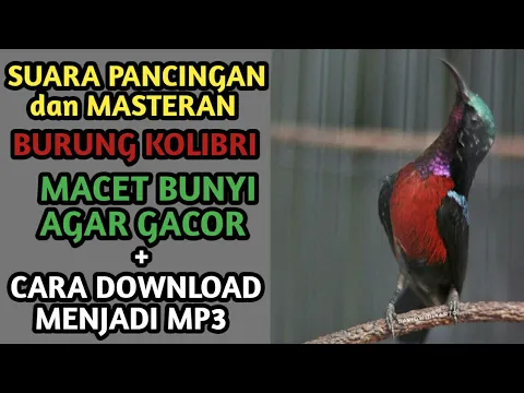 Download MP3 MASTERAN KOLIBRI NINJA JUARA + CARA DOWNLOAD MENJADI MP3