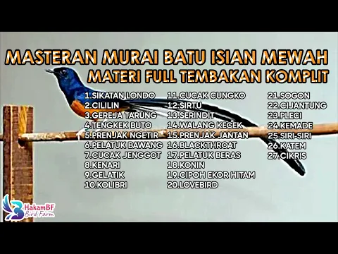 Download MP3 Masteran murai batu isian mewah materi full tembakan komplit #masteranmuraibatu