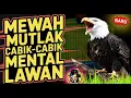 Lagu GACOR KASAR BIKIN LAWAN KENA MENTAL ‼️ Masteran Burung Kasaran Full Isian Mewah Robek Mental Musuh 🐦