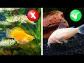 Download Lagu Ulasan Jujur Saya tentang 10 Ikan Pemula dari Petco