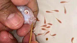 🐟🤍 The White Fish Is Giving Birth! 😍👶 | Amazing Underwater Moment! 🐠✨