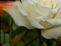 Kasuhito Yamashita - Suite Compostelana- Cuna