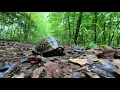 Fants Grove Clemson Experimental Forest