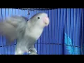 Download Lagu LB cukup 1 menit lovebird akan terpancing emosi dan ikutan bunyi ngekek gacor