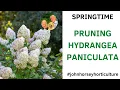 WATCH YOUR HYDRANGEA PANICULATA TRANSFORM WITH SIMPLE SPRING PRUNING