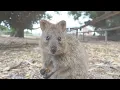 Quokkas for Kids | Learn About Animals for Kids | Learn about Quokka for Kids